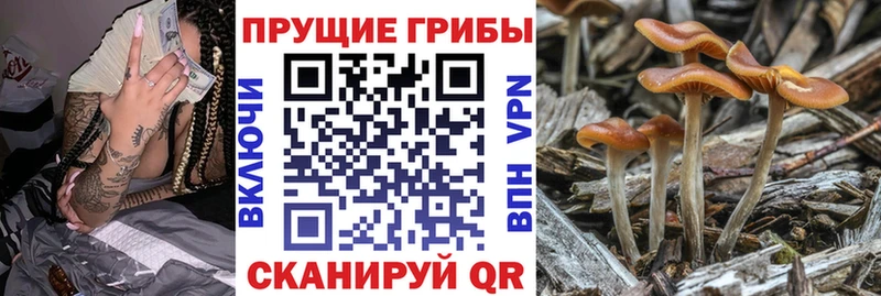 Галлюциногенные грибы прущие грибы  закладка  Галич 